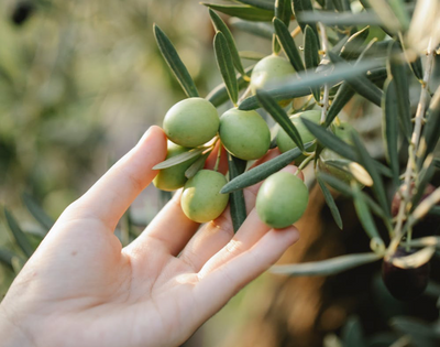 Olives: Harvesting Time