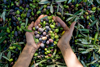 What Makes an Olive Oil Extra Virgin?