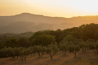 Olive Trees and the Future of Sustainable Agriculture