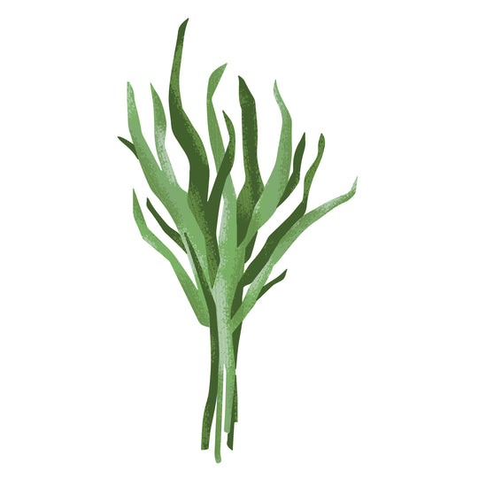 Tarragon White Balsamic Vinegar