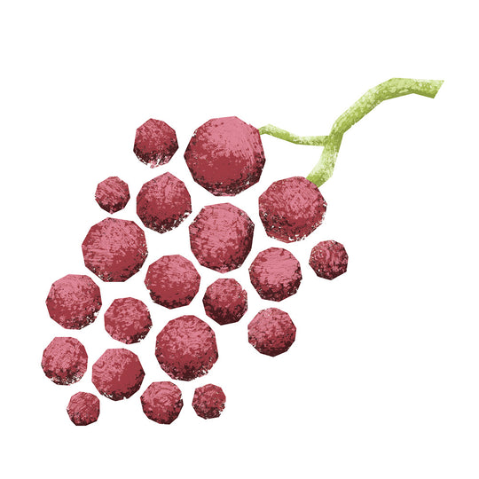 Champagne Wine Vinegar